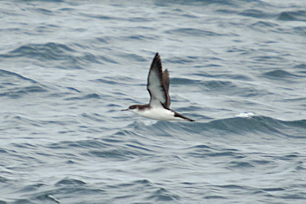 Shearwater, Manx, 2006-07081828b Hyannis, MA.JPG - Manx Shearwater, Broolkine July 2006 Hyannis pelagic bird trip